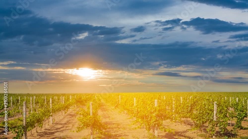 green vineyard at the sunset time lapse scene