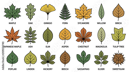 Tree Leaves Identification Icon Set