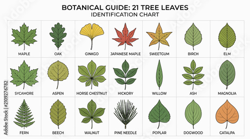 Botanical Guide: 21 Tree Leaves Identification Chart