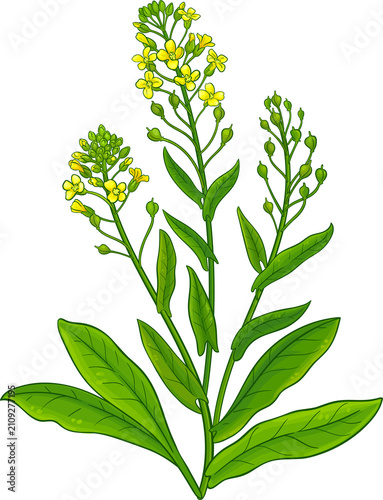Konstfotografi Camelina Sativa Plant with Flowers and Leaves Colored Detailed Illustration