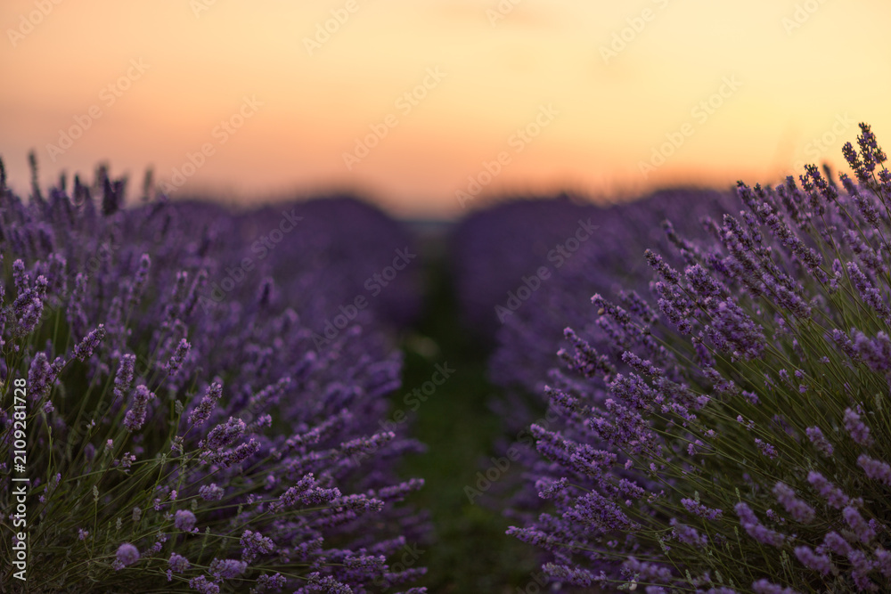 Obraz premium Golden sunset illuminating vibrant purple lavender blossoms across peaceful agricultural field rows in rural landscape
