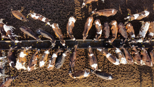 drone photograph capturing a herd of brown and white dairy cattle lined up along both sides of a long feed trough in an outdoor pen on a farm.