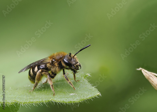 Fotografía Wildbiene (Anthophila)