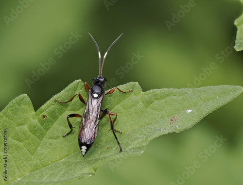 Foto Schlupfwespe (Ichneumonidae)