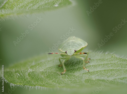Quadro su tela Grüne Stinkwanze (Palomena prasina)