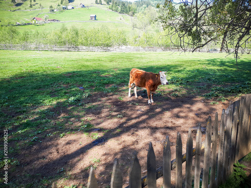 Foto A solitary cow stands in a lush, sunlit pasture surrounded by wooden fences and distant hills