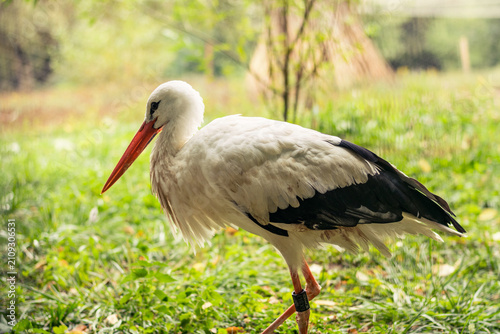 Obraz na płótnie Graceful white stork standing in a lush green meadow, basking in soft natural light