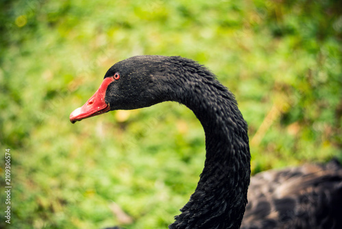 Fotografie Close-up of a majestic black swan with striking red beak against a lush green background
