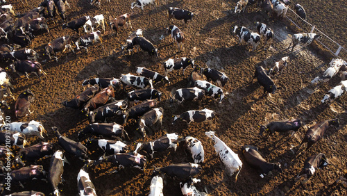 Aerial View of Dairy Cows in Outdoor Feedlot Paddock