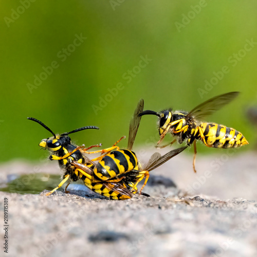 Deutsche Wespe (Vespula germanica)