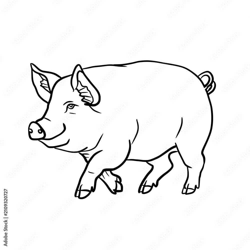 Obraz premium Vector illustration of a walking pig or swine in black outline line art style. Clean farm animal graphic design element, isolated on a white background.