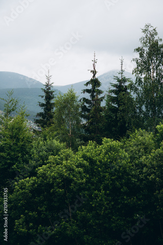 Scenic panoramic view of the Carpathian Mountains with lush green forests