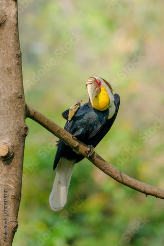 Photography Wreathed Hornbill perched on branch preening its feathers in tropical forest Rhy