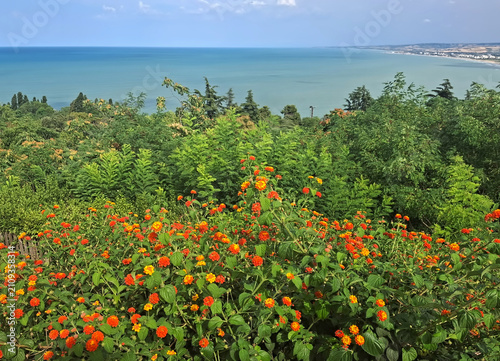 Scenic summer panorama of a flowering field of taggetes with the sea in the background