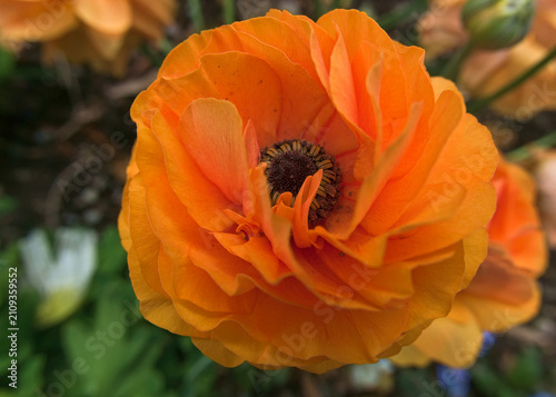 macro of vivid orange ranunculus
