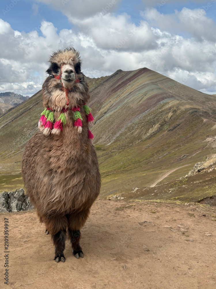 Fototapeta premium Decorated alpaca standing on mountain path near Vinicunca