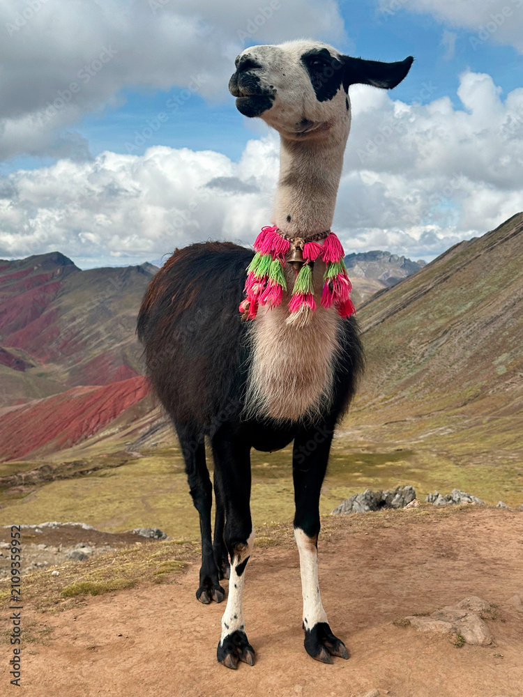 Fototapeta premium Decorated llama standing in front of mountain landscape under cloudy sky