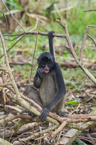 Spider monkey holding tail on branch in tropical forest