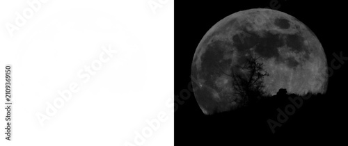 Realistic Half Full Moon Behind Tree Silhouette PNG Isolated on Transparent Background, Detailed Lunar Surface with Natural Craters, Night Sky Astronomy Clipart, High Resolution Celestial Space Elemen