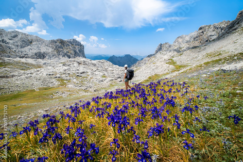 Hiker Woman Standing Among Wild Irises with Mountain Peaks in the Background, Picos de Europa, Spain