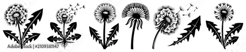 Dandelion flowers and leaves set woodcut style, various stages of Taraxacum officinale for botanical design