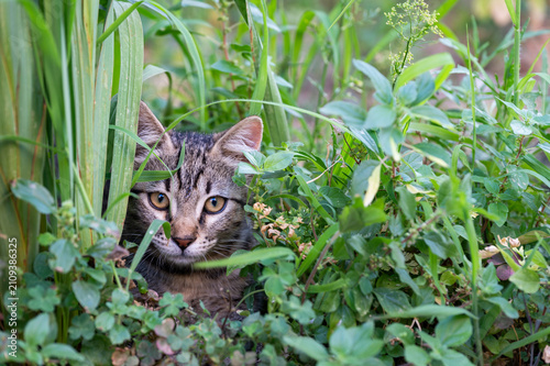 Canvastavla Curious stray tabby cat hiding and peering through lush green grass and garden foliage