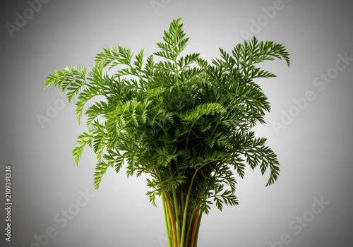 Freshly harvested bunch of crisp carrot tops, displaying rich texture and organic quality against a simple neutral background, eating, raw, rustic