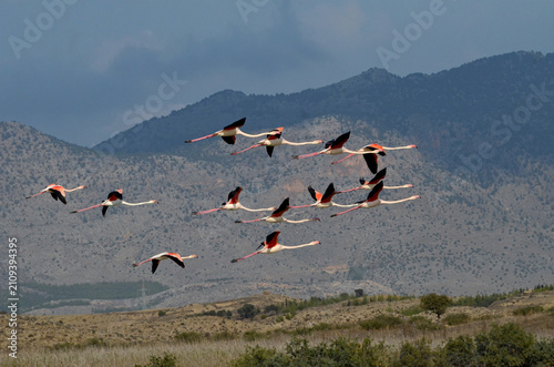 A flock of greater flamingos flying in V-formation in mid-air over a natural landscape against rugged mountains and a blue sky.