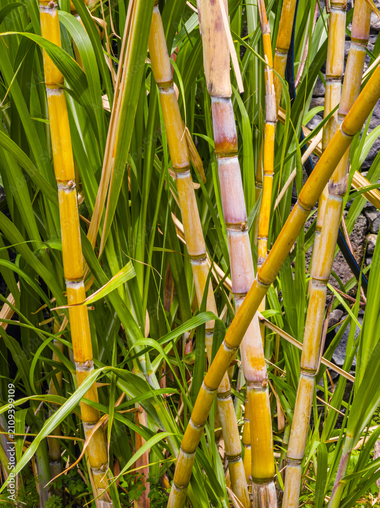 Obraz premium High-angle close-up view of fresh green and yellow sugar cane stalks growing tightly in a field plantation.