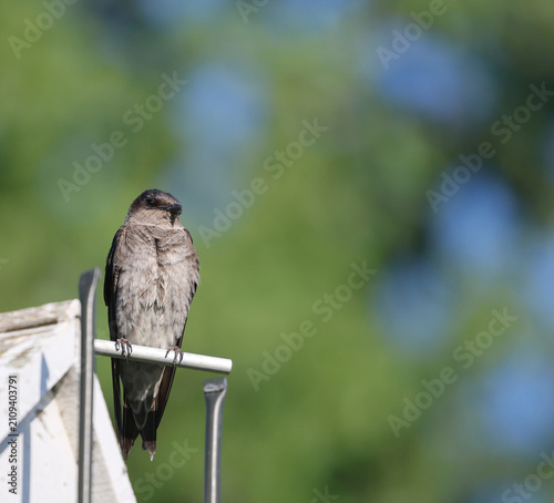 фотографія Fluffed Juvenile Purple Martin Resting on Birdhouse Perch