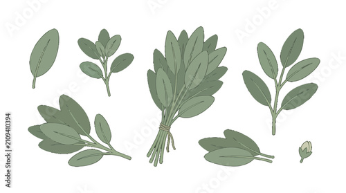 Set of fresh green sage leaves and sprigs in hand drawn style.