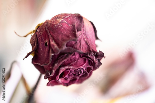 Dried dead rose flower bouquet close up