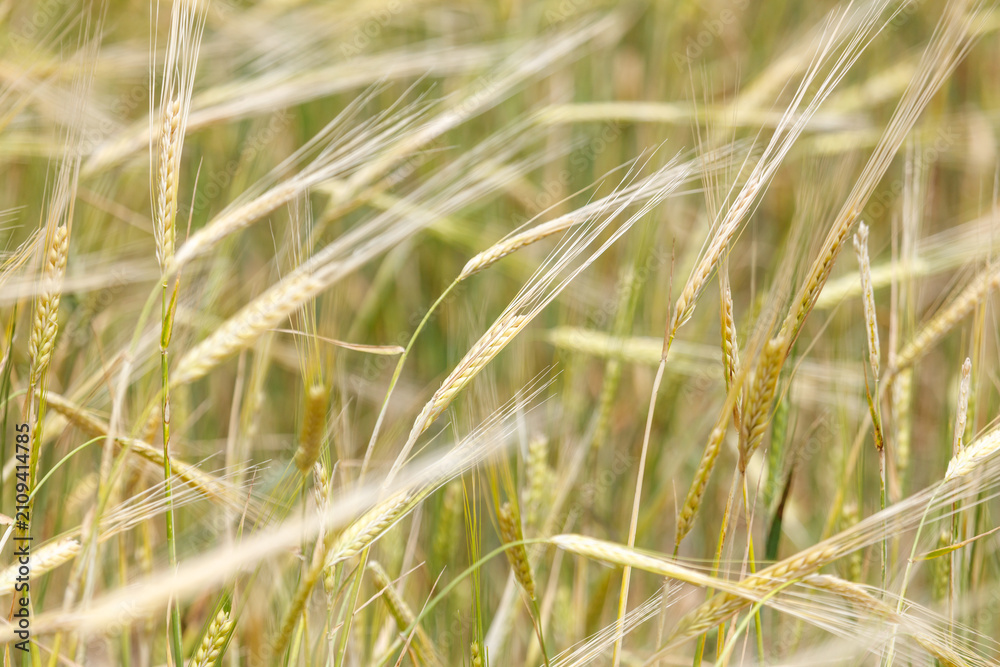 Obraz premium Golden wheat stalks sway gently in the breeze