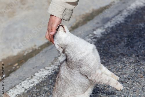 Photography Person gently strokes a gray cat
