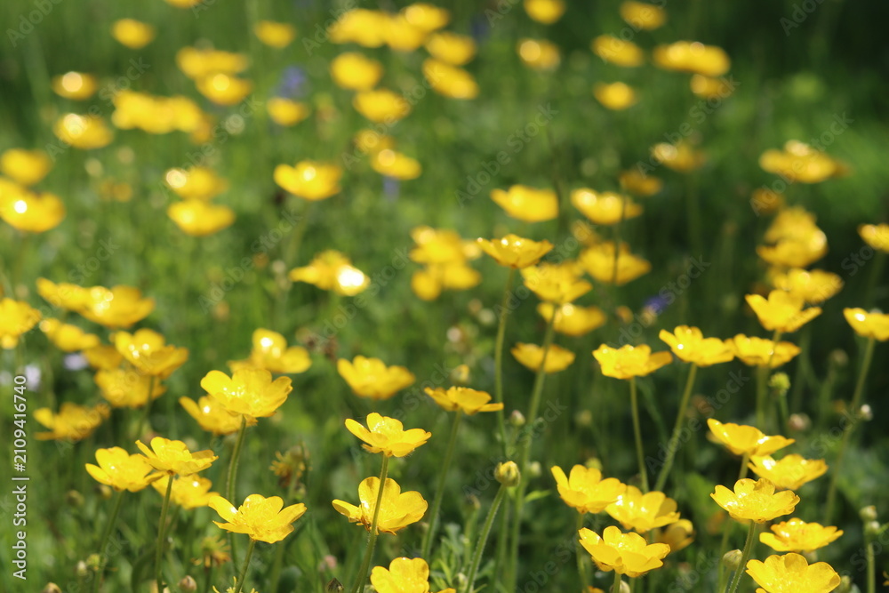 Fototapeta premium Buttercups in a countryside meadow