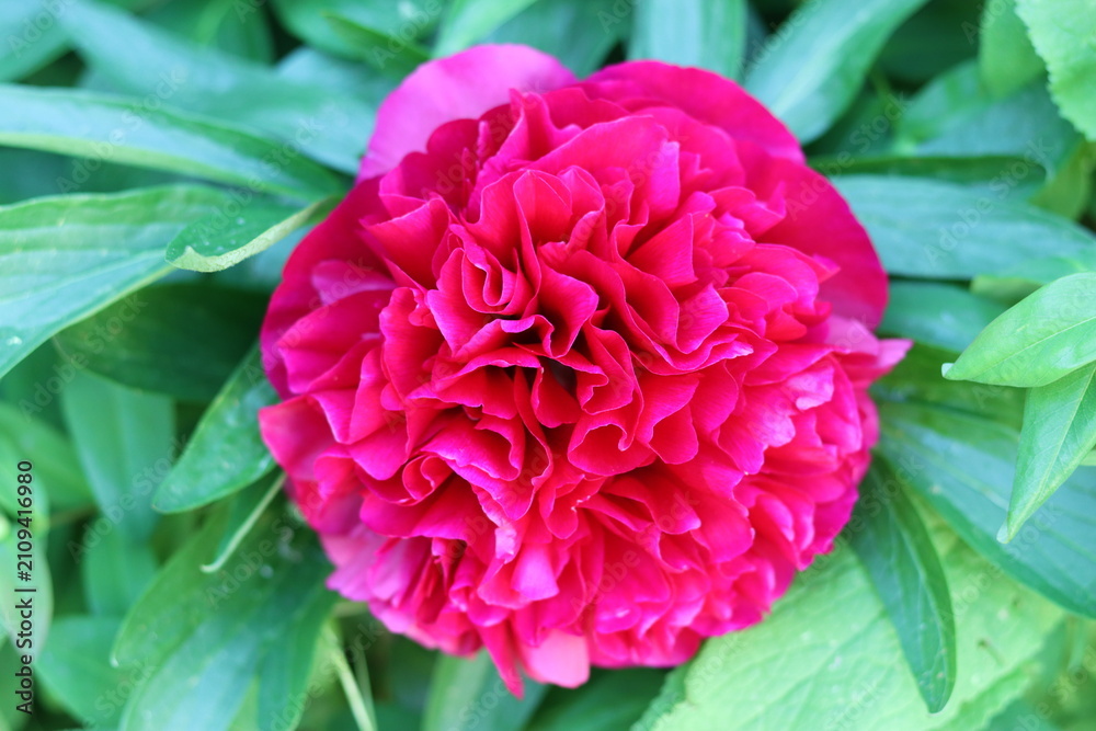 Obraz premium Deep pink peony flower in a garden