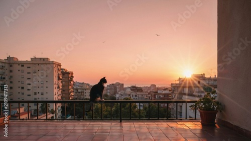 cat in the sunset