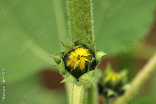 Obraz na plátne Macro Sunflower Bud