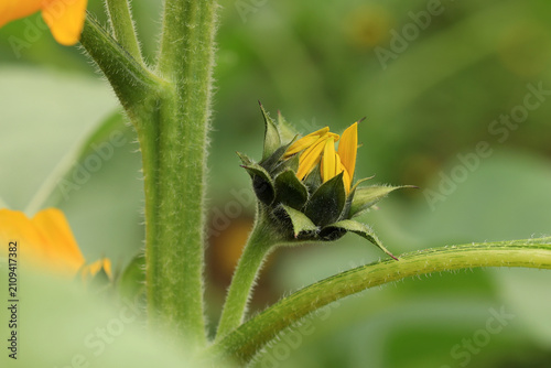 Obraz na plátne Macro Sunflower Bud