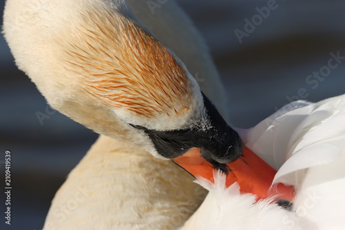 Obraz na płótnie Mute swan preening its feathers
