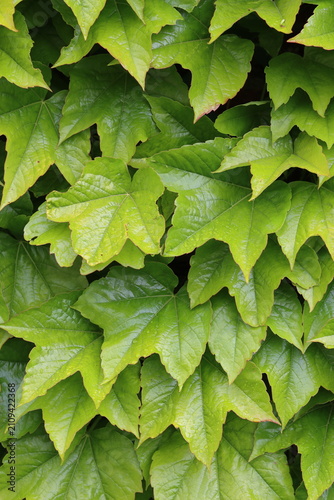 Green Boston ivy or Parthenocissus tricuspidata on a garden wall
