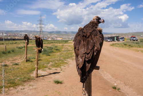 Vultures perched on wooden posts along a dirt road in central Mongolia, with power lines and distant mountains under a partly cloudy sky.