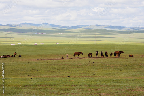 Fotografie A herd of horses grazes on a vast, green Mongolian steppe with distant mountains under a cloudy sky