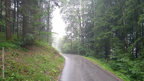 Rainy asphalt road winding through a lush green dense forest during a gentle rain, surrounded by tall pine trees, misty atmosphere, and scenic natural mountain woodland environment.
