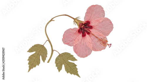 Elegantly pressed pink hibiscus flower with a prominent dark red center and characteristic green foliage.