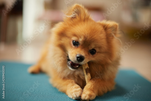 家のリビングで楽しく遊んでいる可愛いポメラニアンの子犬の姿