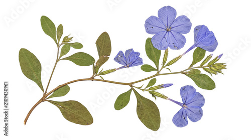 Foto Beautifully pressed blue plumbago plant branch, featuring multiple delicate flowers and lush green leaves