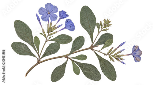 Cuadro en lienzo Artfully pressed blue plumbago plant, featuring two distinct branches with delicate flowers and various green leaves