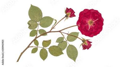 Obraz na plátně Long pressed red rose branch with a single bloom, two buds, and extensive foliage for elegant design