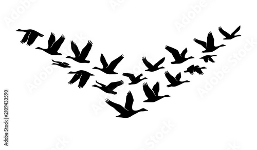 Fotografía Abstract Flock of Flying Migratory Bird Silhouettes Minimal Black Vector Illustr